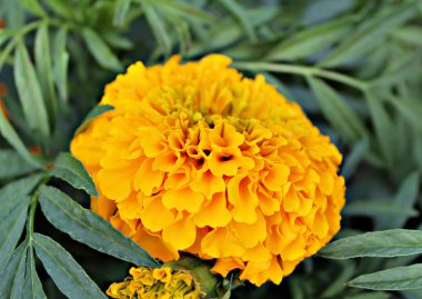 parlak marigolds