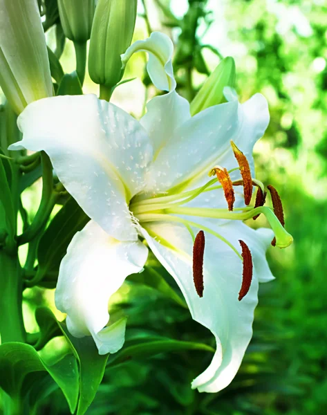 Weiße Lilie — Stockfoto