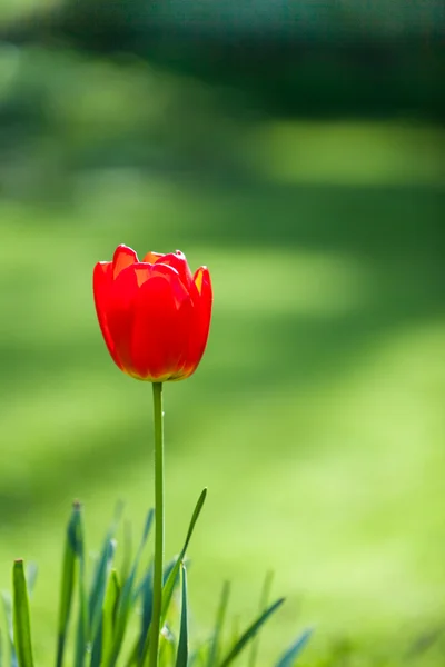 stock image Red tulip