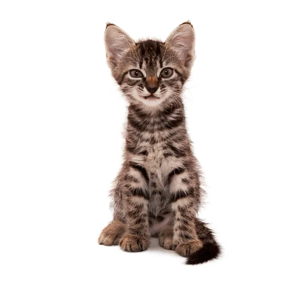 Серый полосатый котенок со скептической улыбкой — стоковое фото