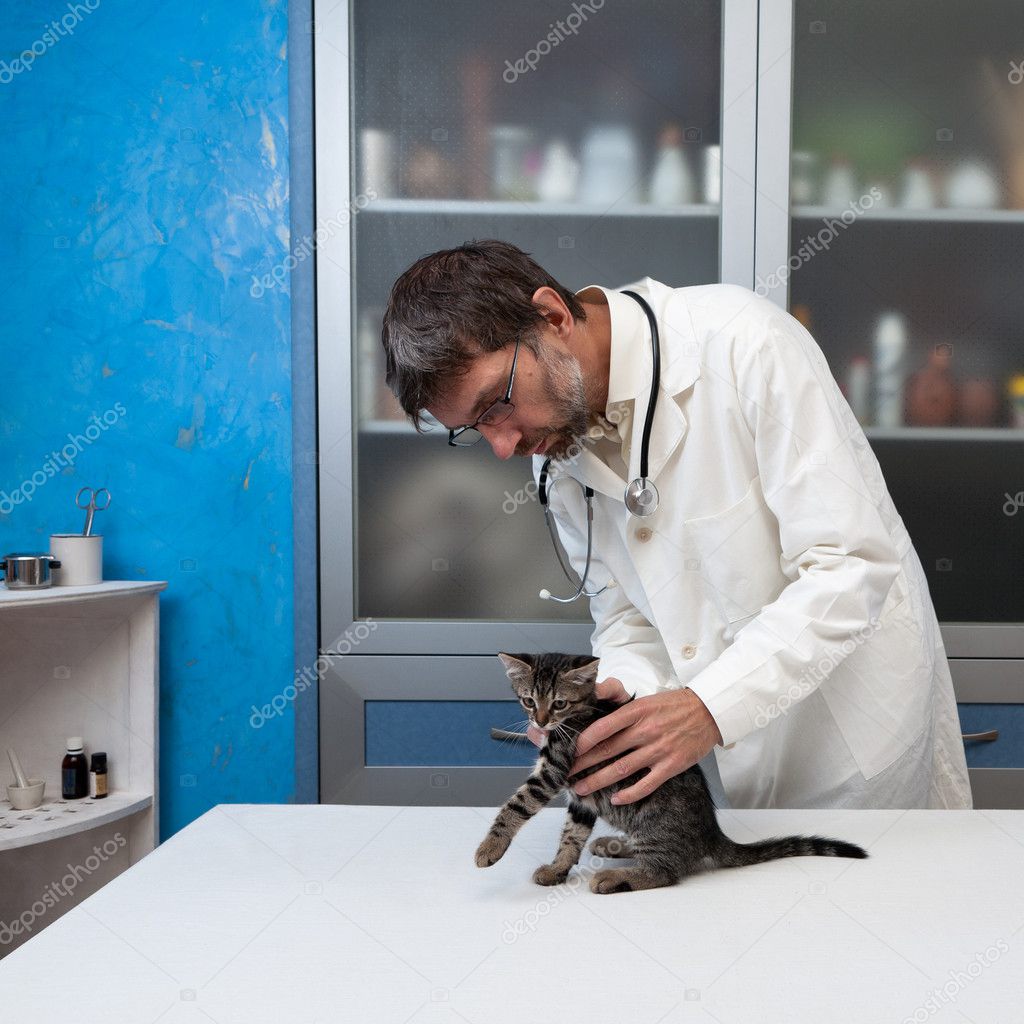 Veterinarian examines a sick cat