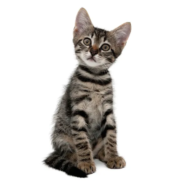 Gatito rayado gris con una mueca sorprendida —  Fotos de Stock
