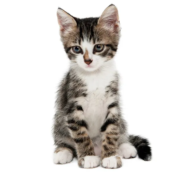 Grå randig kattunge med en sorglig grimas — Stockfoto