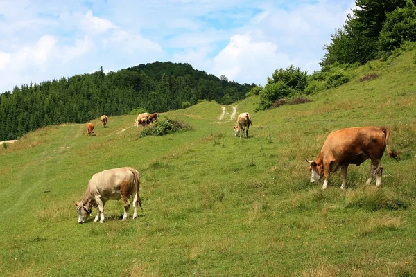 stock image Cows on alpine pasture