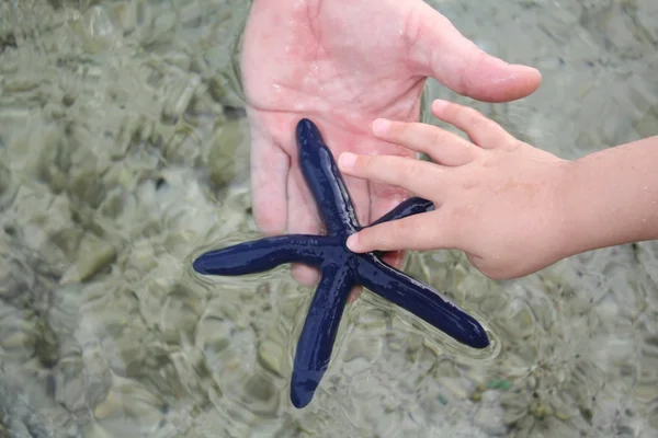 Blue starfish and hands — Stock Photo, Image