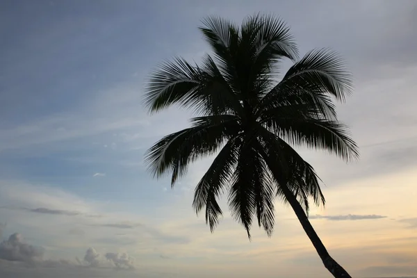 Single palm tree at sunset — Stock Photo, Image