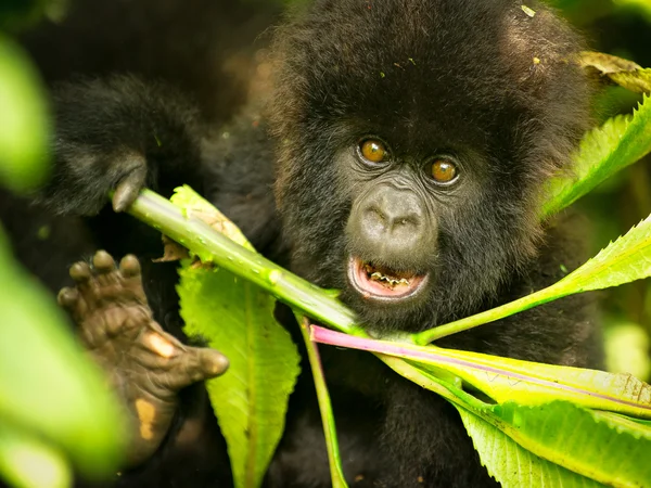 Gorilla huiden in de bladeren — Stockfoto