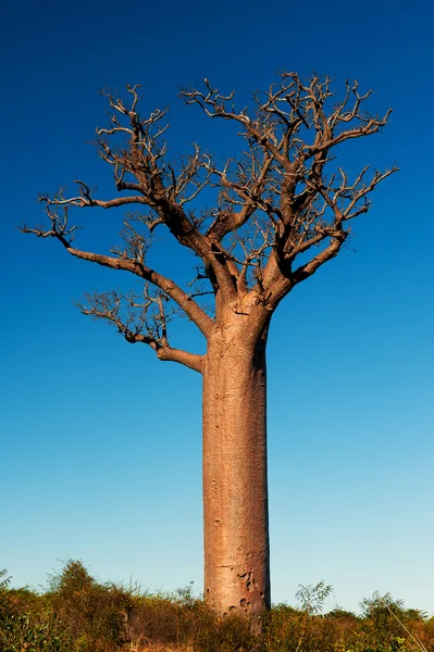 バオバブの木マダガスカルに一人で — ストック写真