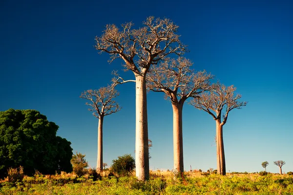 Drzewie baobabu w Madagaskar — Zdjęcie stockowe