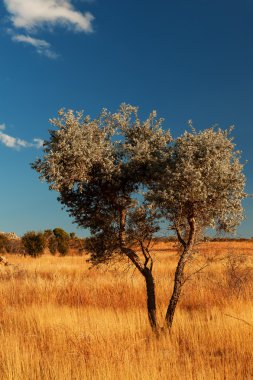 Yalnız ağaç Rüzgar Madagaskar