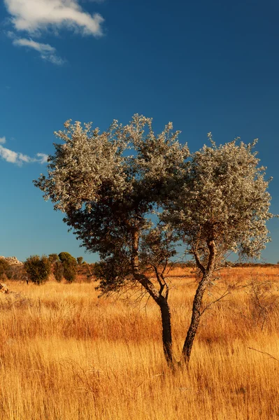 Μόνο δέντρο στον άνεμο της Μαδαγασκάρης — Φωτογραφία Αρχείου