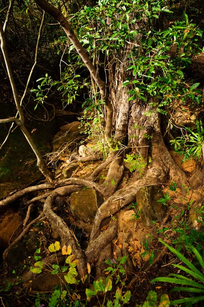 마다가스카르에서 매우 이상한 나무 — 스톡 사진
