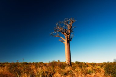 Madagaskar yalnız Baobap Ağacı