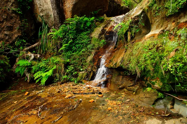 stock image Curious tree and water in Madagascar