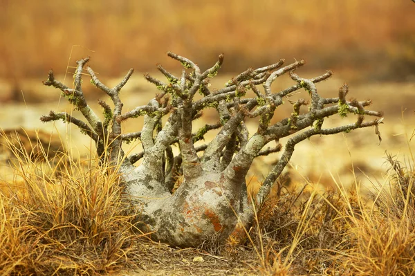 マダガスカルの小さな木 — ストック写真