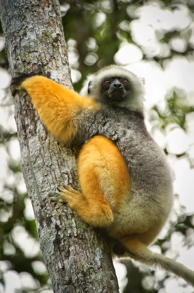 Lemur na árvore em Madagáscar — Fotografia de Stock