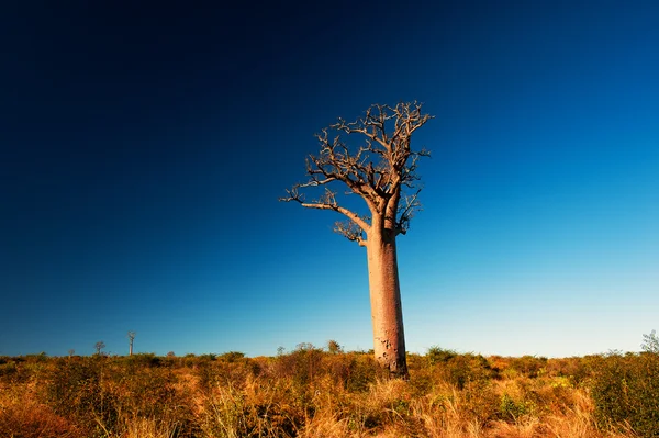 Baobab árbol en madagascar solo — Foto de Stock