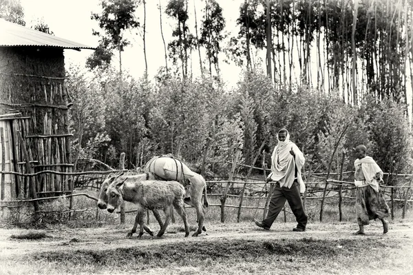 Two Ethiopian men follow the loaded donkey, in Ethiopia — Stock Photo, Image