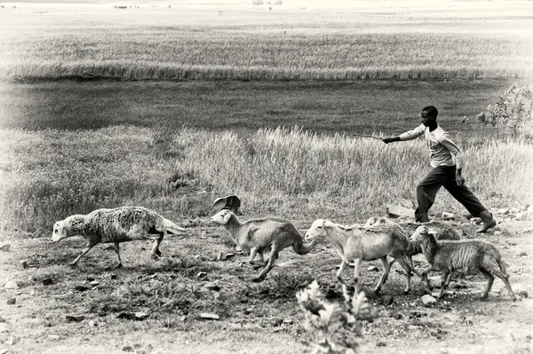 Etiyopya yalnız sheepshead — Stok fotoğraf