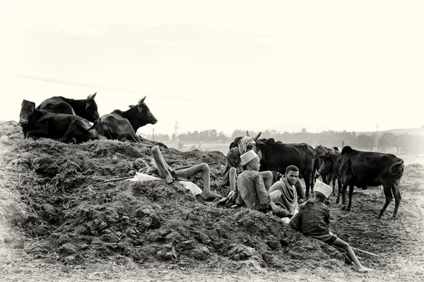 Grupo de vacas na Etiópia — Fotografia de Stock