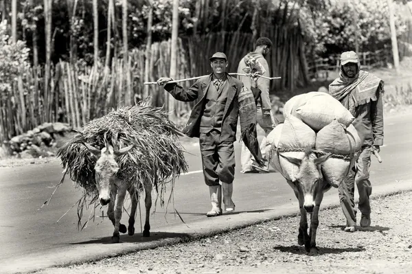 Двое эфиопских мужчин следуют за нагруженным ослом — стоковое фото
