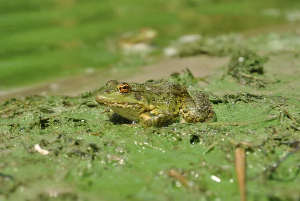 stock image Little frog found in Ukraine