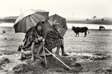 Two Ethiopian women under the umbrellas in front of the cows clipart