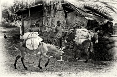 An Ethiopian man with two loaded donkeys clipart