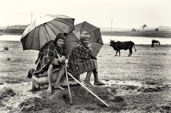 Two Ethiopian women under the umbrellas in front of the cows — Stock Photo, Image
