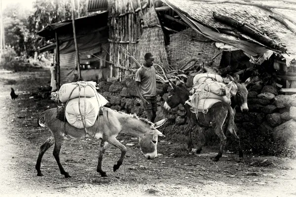 En etiopisk man med två laddade åsnor — Stockfoto