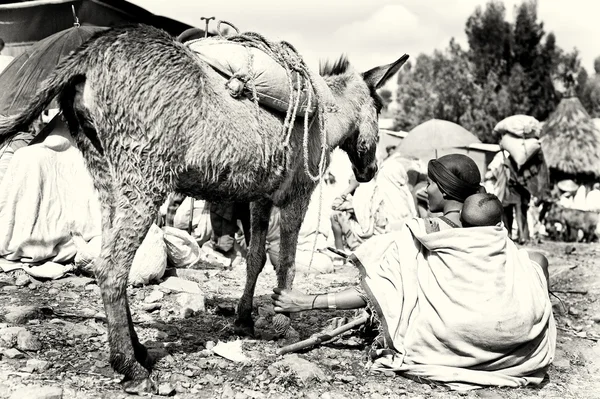 Madre etíope y su hijo sostienen el burro por la pierna — Foto de Stock