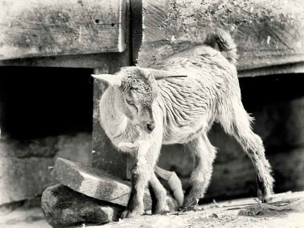 美しいガーナ羊 — ストック写真