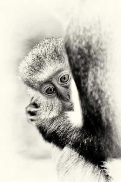 Ганайская обезьяна на дереве — стоковое фото