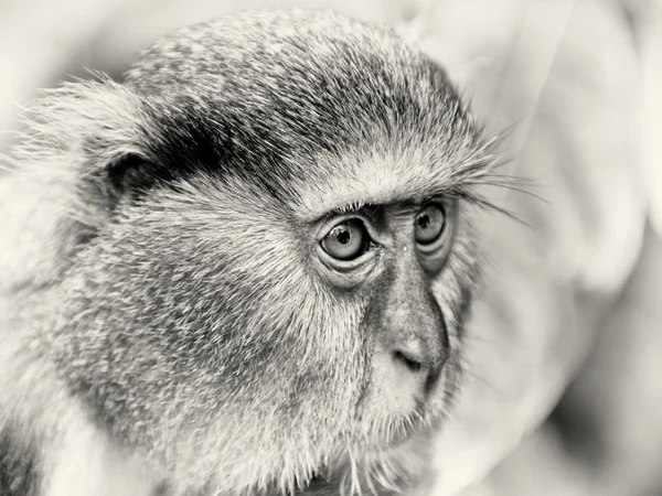 Oczy ghański małpa — Zdjęcie stockowe