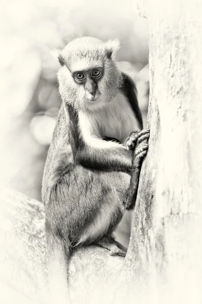 The Ghanaian monken sits on a branch of the tree — Stock Photo, Image
