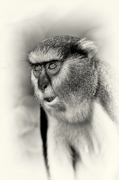 Olhar surpreendido de um macaco de Gana — Fotografia de Stock