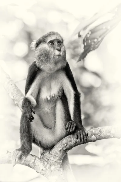 Ein süßer ghanaischer Affe sitzt auf einem Baum — Stockfoto