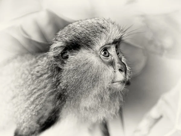 Ghanaian monkey — Stock Photo, Image