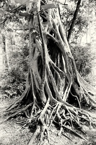 Любопытное дерево, найденное в Гане — стоковое фото
