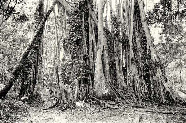 Selva de Ghana — Foto de Stock