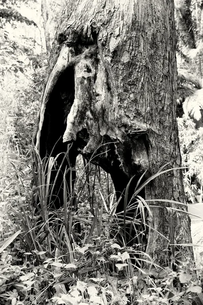 Старе дерево в Гані — стокове фото