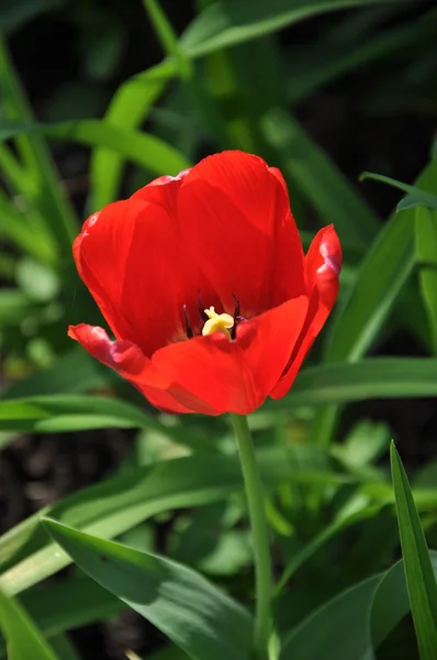 stock image Red tulip