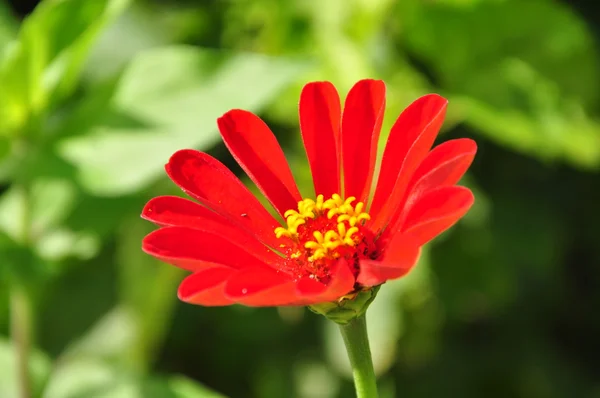 stock image Sun in flowers