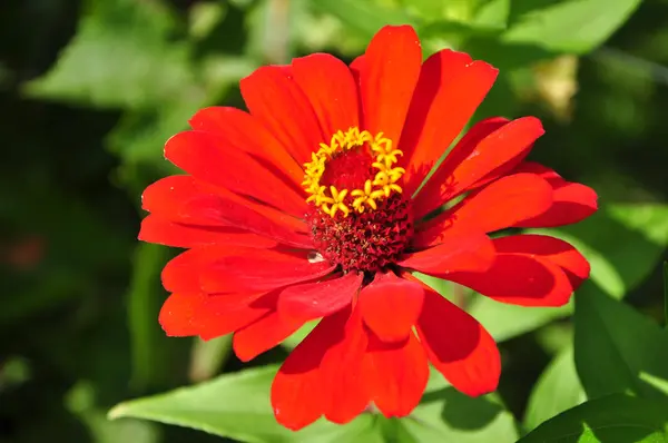 stock image Sun in flowers