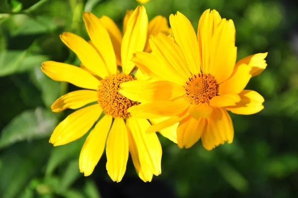 stock image Sun in flowers