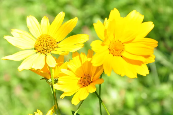 stock image Sun in flowers