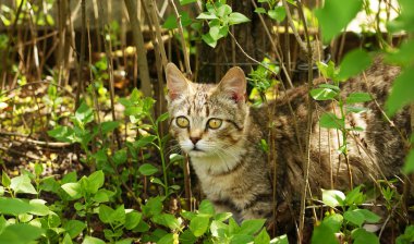 yavru kedi çalıların arasında