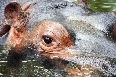 Hippopotamus's eye clipart