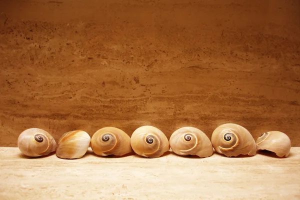 Seven shells — Stock Photo, Image