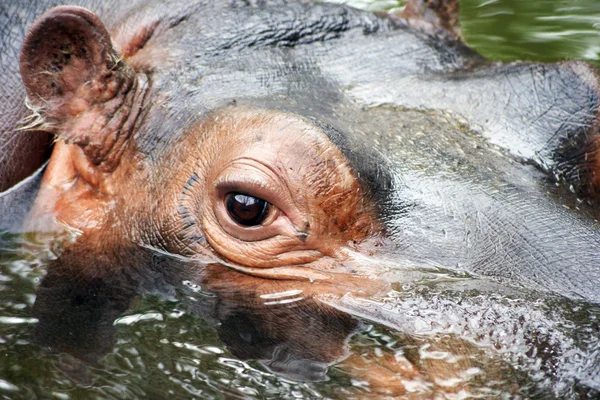 Hippopotamus's eye — Stock Photo, Image